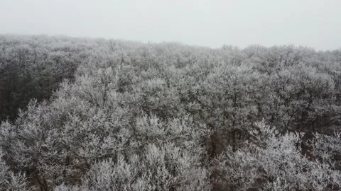A cold winter landscape, a forest in the snow, a view from afar, camera movement Stock Footage 297676066