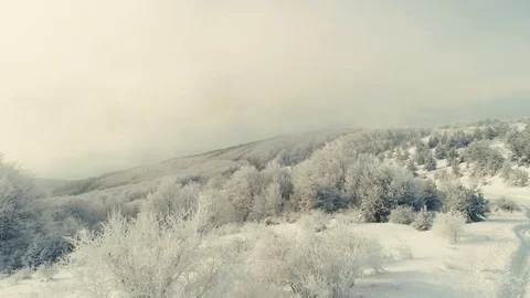 Cold winter morning in mountain forest with snow covered fir trees 4k Vídeo Stock 103547923