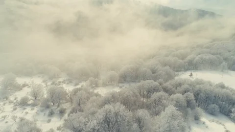 Cold winter morning in mountain forest with snow covered fir trees 4k Stock Footage 103548332