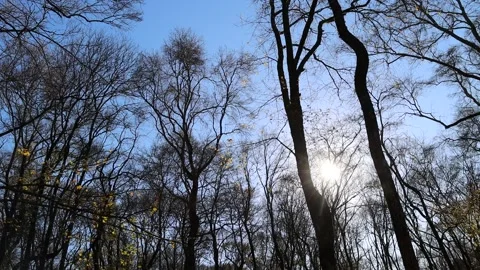 Cold winter morning sky with trees Stock Footage 166801569