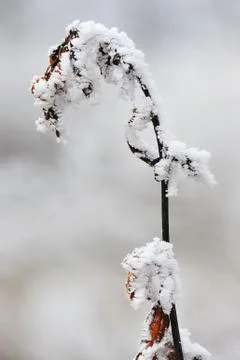 Cold winter Stock Photos