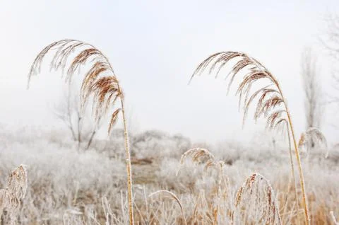 Cold winter Stock Photos
