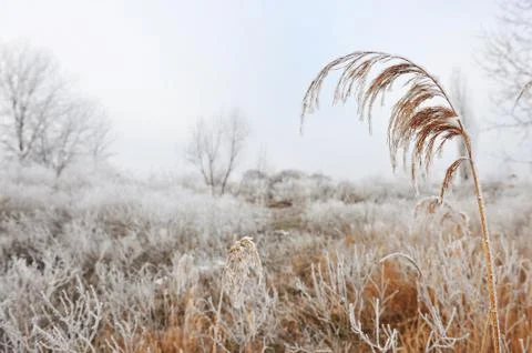 Cold winter Stock Photos