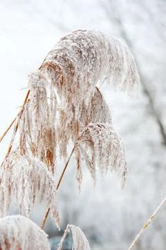 Cold winter Stock Photos