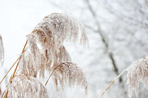 Cold winter Stock Photos