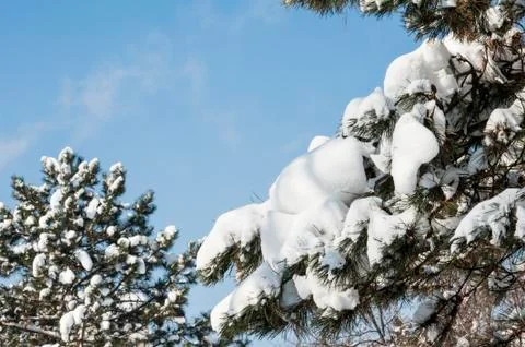 Cold winter Stock Photos