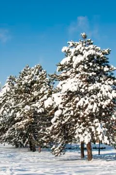 Cold winter Stock Photos