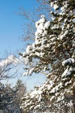 Cold winter Stock Photos