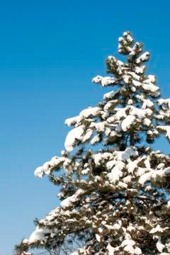 Cold winter Stock Photos