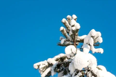 Cold winter Stock Photos