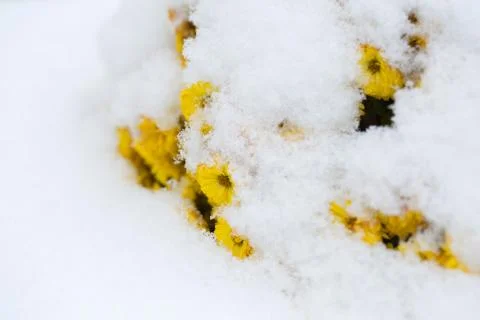 Cold winter Stock Photos