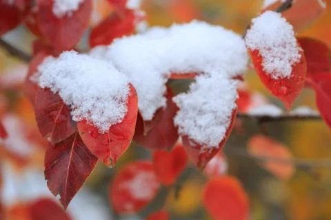 Cold winter Stock Photos