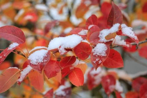 Cold winter Stock Photos