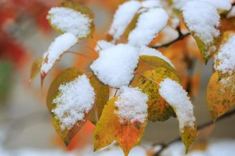 Cold winter Stock Photos