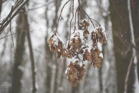 Cold Winter 스톡 사진