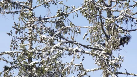 On a cold winter a raven Corvus corax sits in a snowy spruce and flies away Stock Footage 228883997