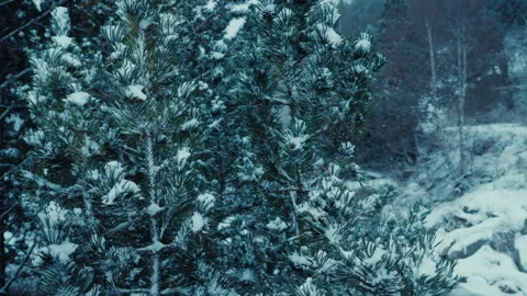 Cold winter snow falls on pine trees in forest Stock Footage 261266524
