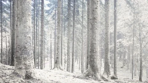Cold winter snowy forest landscape Stock Footage 98700532