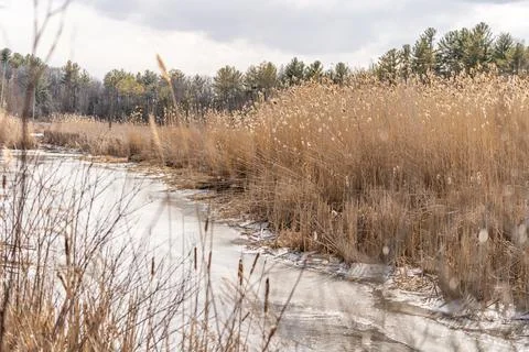 Cold Winter Stream with Reeds Stock Photos
