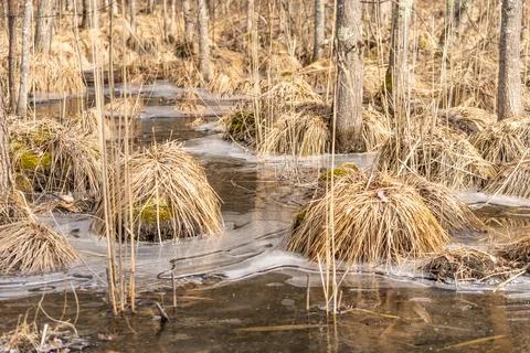 Cold Winter Stream with Reeds Stock Photos
