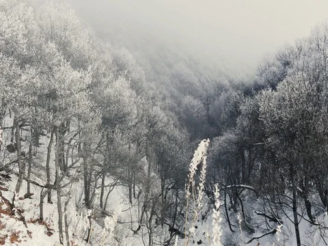 Cold Winter Tree Valley Vidéo 73547202