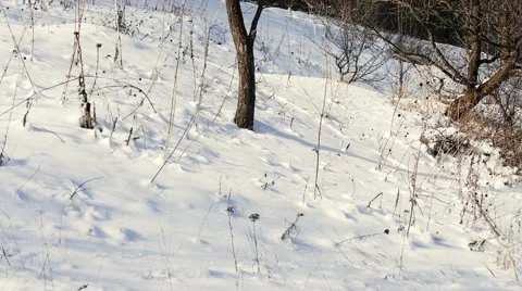 Cold Winter Trees Vidéo 58680471