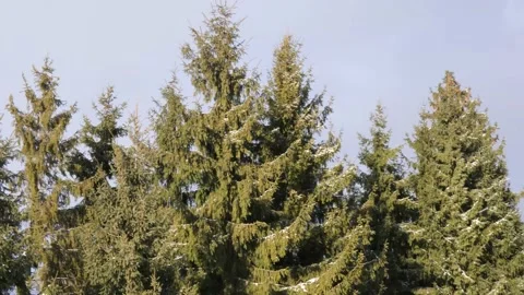 Cold winter wind blowes the huge pine trees Stock Footage 169355927