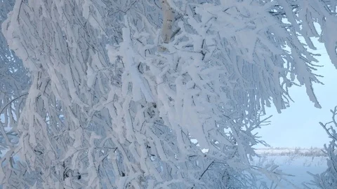 Cold winter. Winter nature of the North Stock Footage 121567091