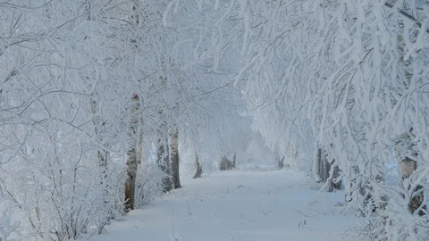 Cold winter. Winter nature of the North Stock Footage 121567170