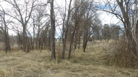 Into the cold woods Stock Footage 83957862