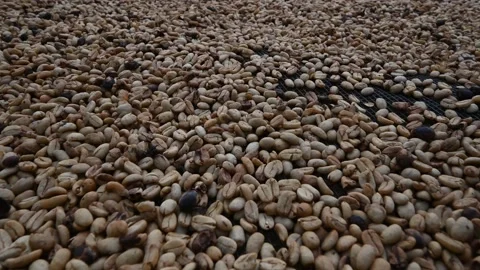 Coldbrew beans coffee during drying on fabric Stock Footage 171833666