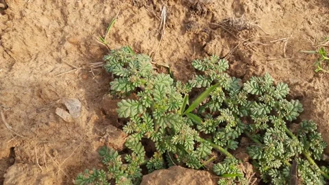 Coldenia plant. Stock Footage 194806422