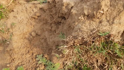 Coldenia plant. Stock Footage 194807083