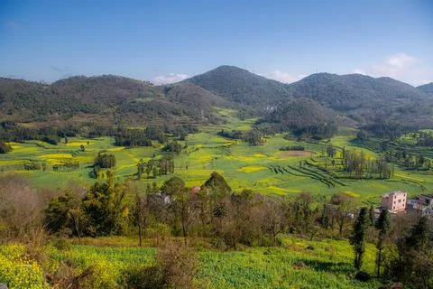 Cole flower fields in Luoping, Yunnan, China, canola or rapeseed blossoming Stock Photos