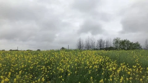 Cole flowers Stock Footage 96279786