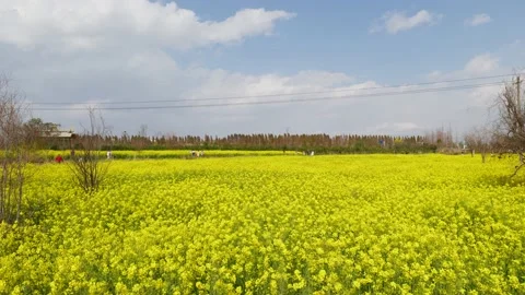 Cole flowers Stock Footage 234068543