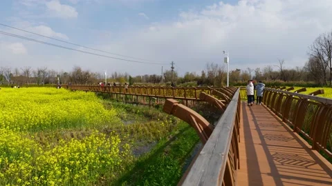 Cole flowers Stock Footage 234068544