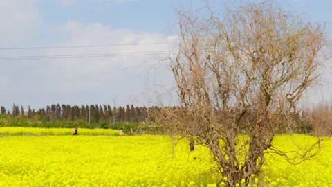 Cole flowers Stock Footage 234068551