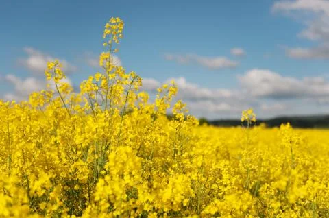 Cole seed Stock Photos
