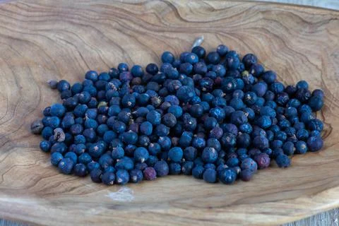 Colecting Juniper berries Stock Photos