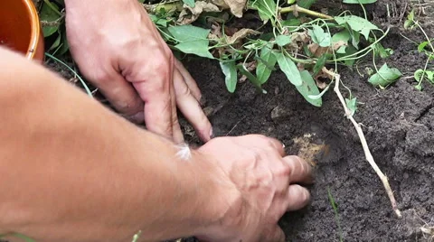 Colecting potatoes Stock Footage 41783591