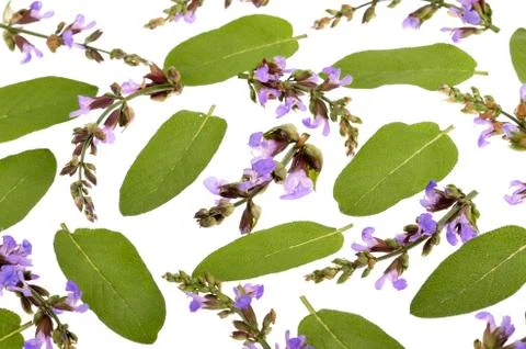 Colection with   herbs isolated on white. Objects for your design Stock Photos