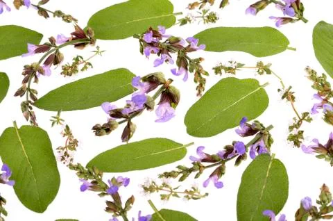 Colection with   herbs isolated on white. Objects for your design Stock Photos