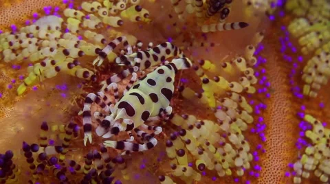 Coleman shrimp 002 Stock Footage 62402378