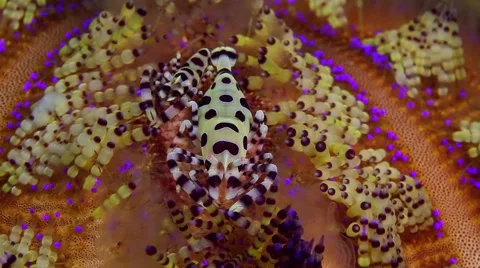 Coleman shrimp 003 Stock Footage 62402636
