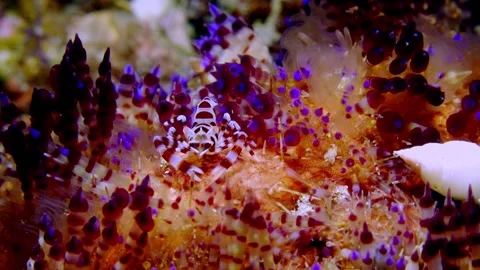 Coleman shrimp on Fire urchin Stock Footage 201229674