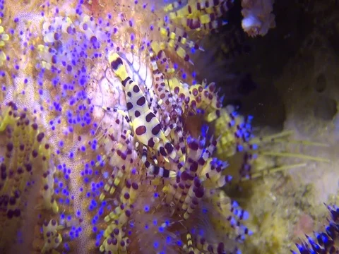 Coleman shrimp Stock Footage 90654741