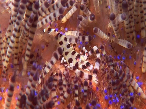 Coleman Shrimp Stock Footage 98703878