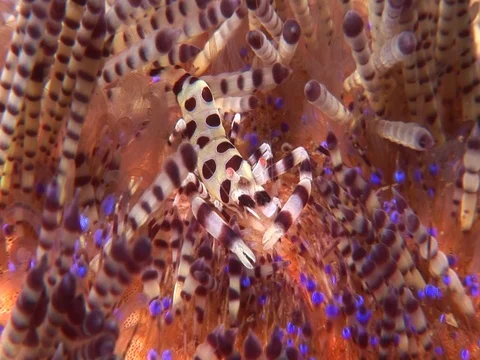 Coleman Shrimp Stock Footage 98703892