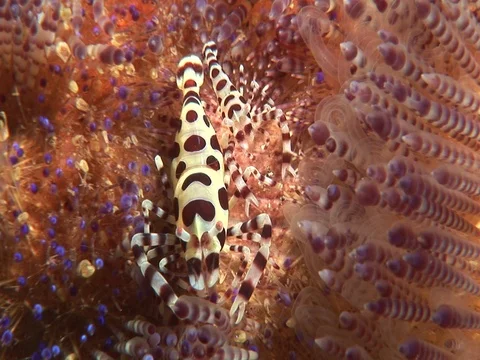 Coleman Shrimp Stock Footage 98704019